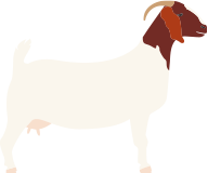 山羊