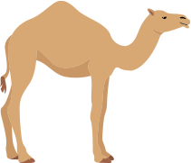 ラクダ